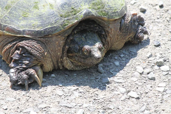 Elseya turtle — Stockfoto