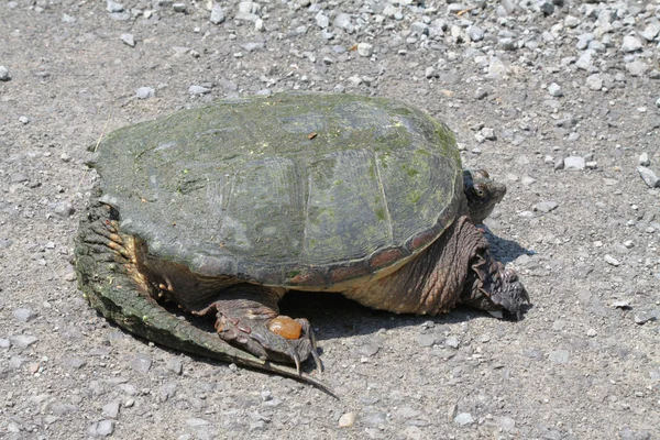Yapışma kaplumbağa — Stok fotoğraf