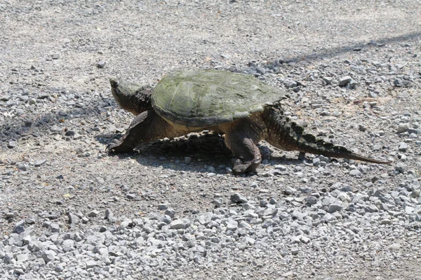 Elseya turtle — Stockfoto