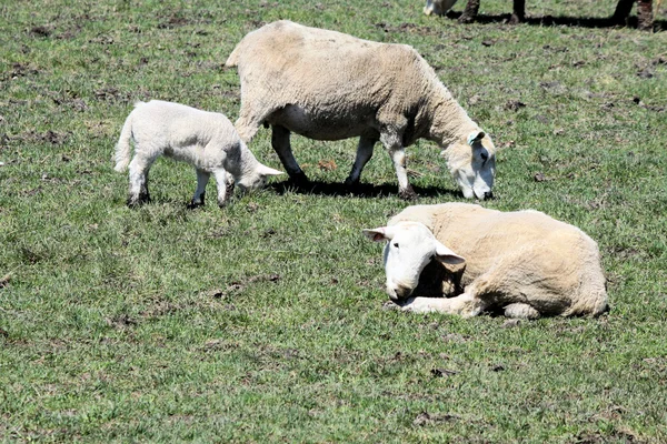 羊 （母羊、 公羊和羔羊) — 图库照片
