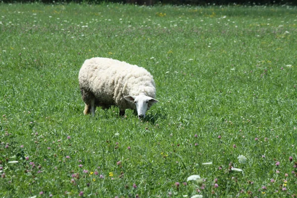 Овцы на пастбищах — стоковое фото