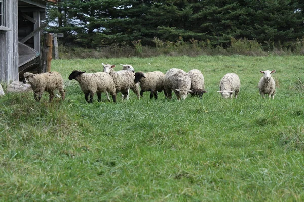 Campos de ovinos — Fotografia de Stock