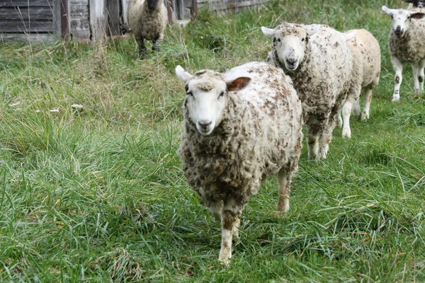 Sheep iin Field — Stock Photo, Image