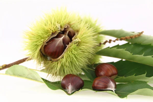 stock image Raw chestnuts on white background