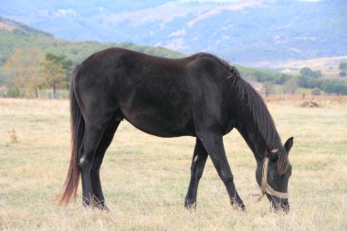 otlatma çim alanı at