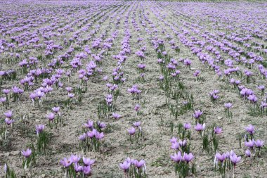Saffron flowers on the field clipart
