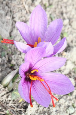 Beautiful purple Saffron Crocus flowers clipart