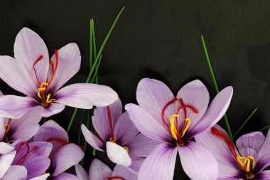 Beautiful purple Saffron Crocus flowers clipart