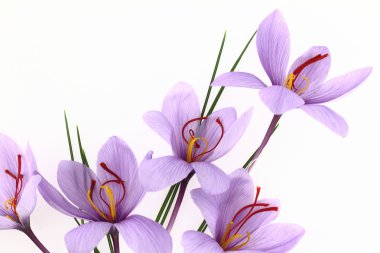 Beautiful purple Saffron Crocus flowers clipart