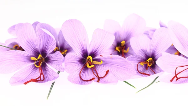 Purple Saffron Crocus flowers banner — Stock Photo, Image