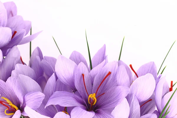 Roxo Saffron Crocus flores banner — Fotografia de Stock