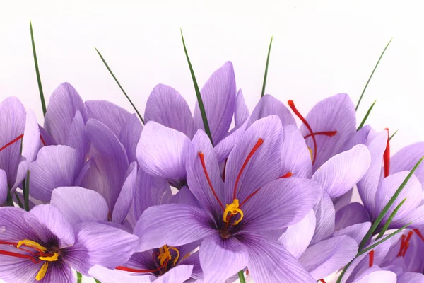 Roxo Saffron Crocus flores banner — Fotografia de Stock
