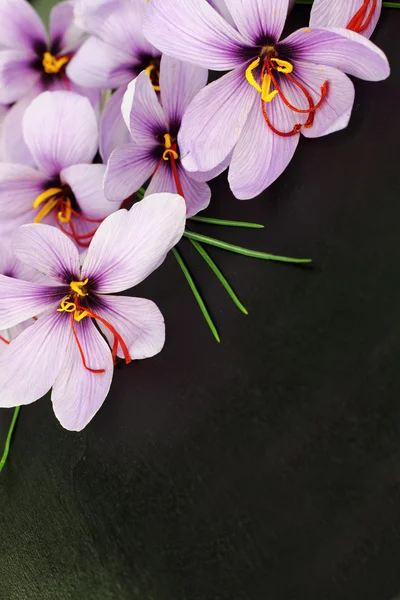 Krásné fialové šafrán crocus květiny — Stock fotografie
