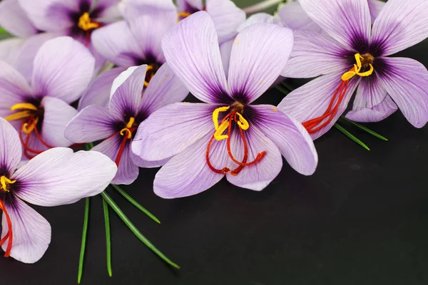 Piękne fioletowe kwiaty krokus szafran — Zdjęcie stockowe
