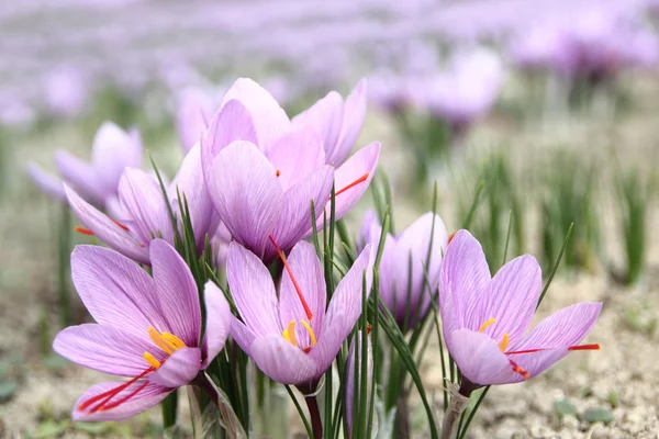 Szafran kwiaty na polu — Zdjęcie stockowe