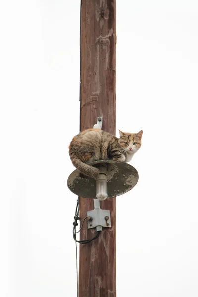 Gato callejero sobre el pilón de electricidad —  Fotos de Stock