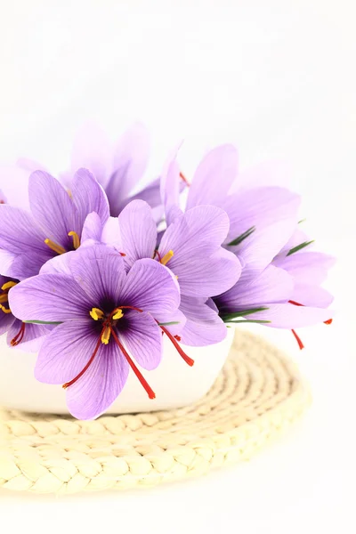 Schöne lila Safran Krokusblüten — Stockfoto