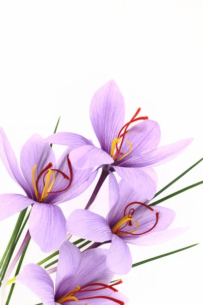 紫色美丽的藏红花西红花鲜花 — 图库照片