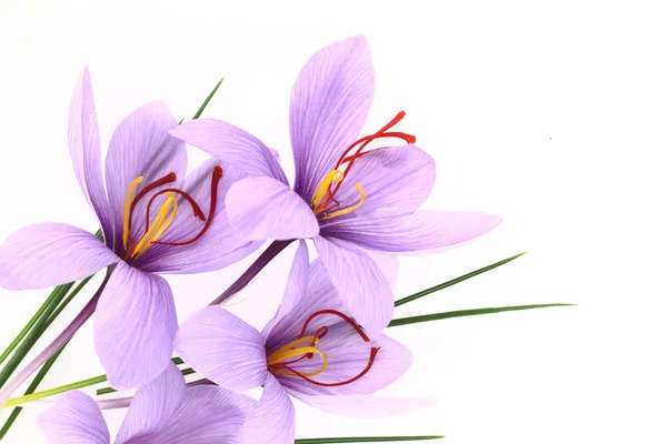 Beautiful purple Saffron Crocus flowers — Stock Photo, Image