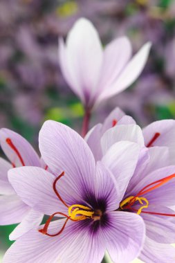 Beautiful purple Saffron Crocus flowers clipart