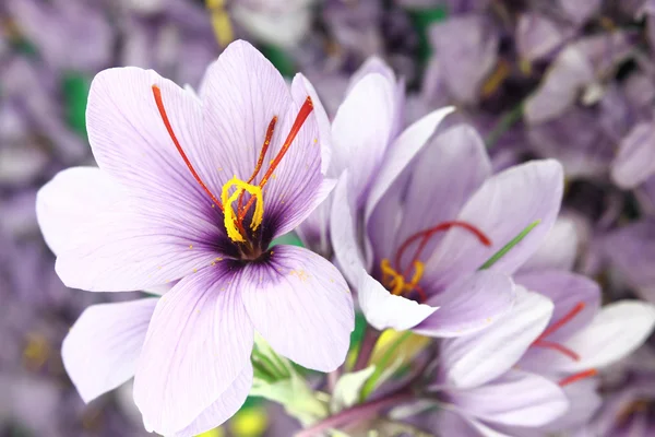 Bunga Crocus ungu yang indah — Stok Foto