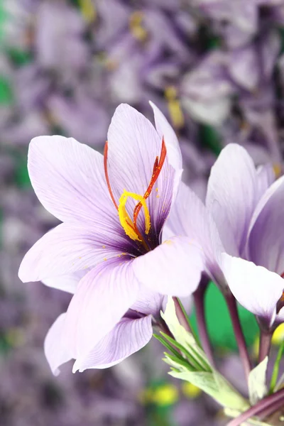 Hermosas flores de azafrán púrpura Crocus — Foto de Stock