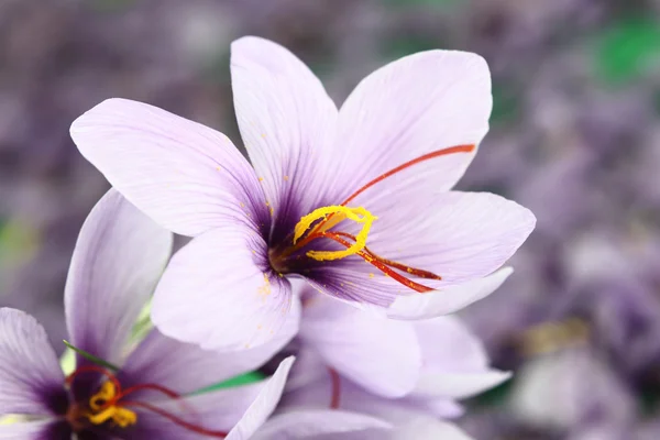 Mooie paarse saffraan crocus bloemen — Stockfoto