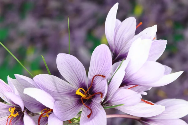 Bellissimi fiori viola zafferano Crocus — Foto Stock