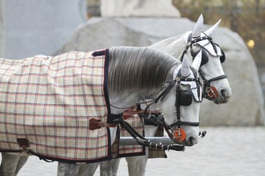 Pferde, die ins Cabriolet eingespannt sind. Wien, Österreich