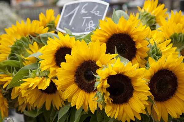 Sunflowers — Stock Photo, Image