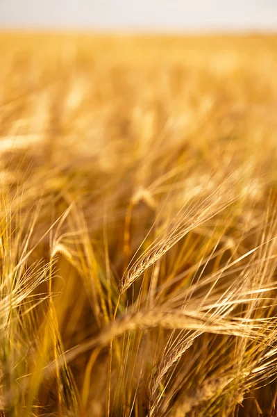 altın buğday alanında ait closeup fotoğraf