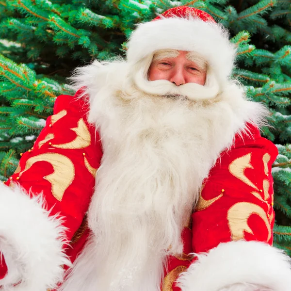 Portret van natuurlijke santa claus staande op kerstboom overtreffen — Stockfoto