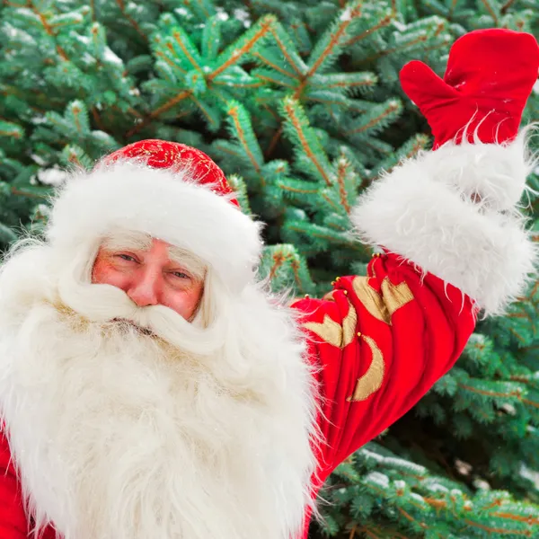 Természetes Mikulás jegybanki karácsonyi fa portréja felülmúlni — Stock Fotó