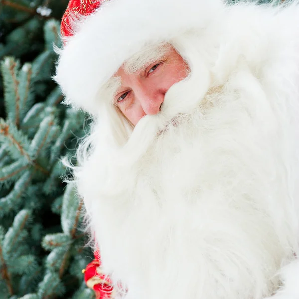 Předčit portrét přirozené postavení santa claus na vánoční stromeček — Stock fotografie