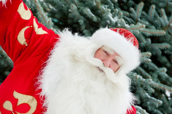 Portret naturalne Mikołaj stoi Choinka prześcignąć — Zdjęcie stockowe