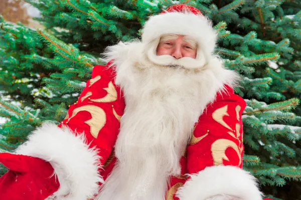 Porträtt av naturliga jultomten stående på julgran överträffa — Stockfoto