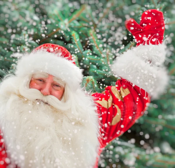 Portret van natuurlijke santa claus staande op kerstboom overtreffen — Stockfoto