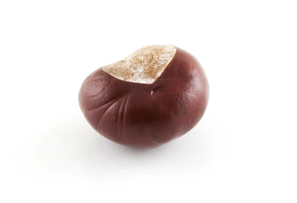 Single chestnut — Stock Photo, Image