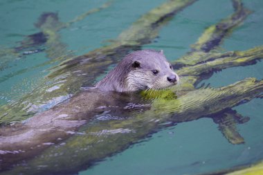 Otter in the water clipart