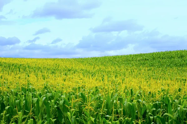Grote cornfield — Stockfoto