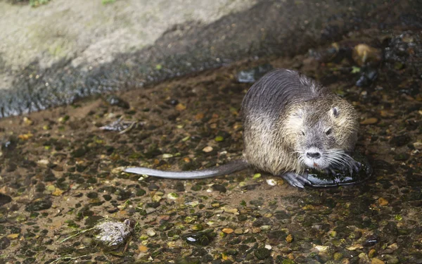 Rato na água — Fotografia de Stock