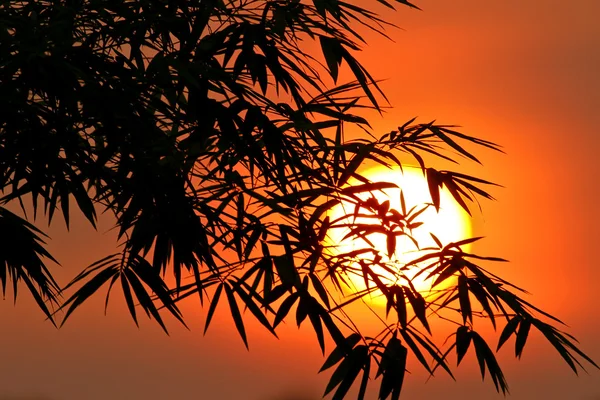 Силуэт солнца и бамбука — стоковое фото