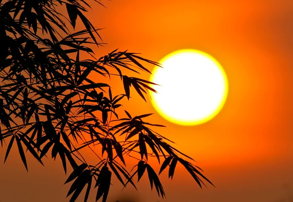 Sunrise and bamboo silhouette — Stock Photo, Image