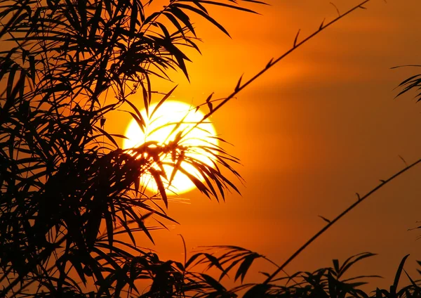 Тропический восход солнца — стоковое фото