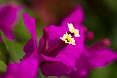 Bougainvillea çiçek