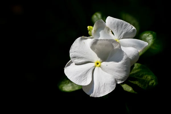Μικρό λευκό λουλούδι — Φωτογραφία Αρχείου
