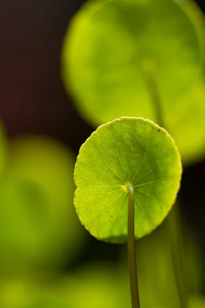 stock image Pennywort