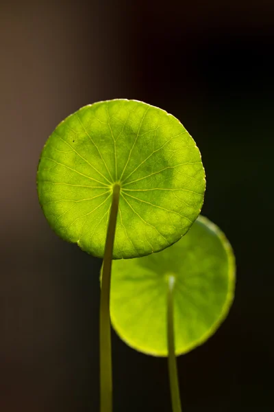 Disco verde — Foto de Stock