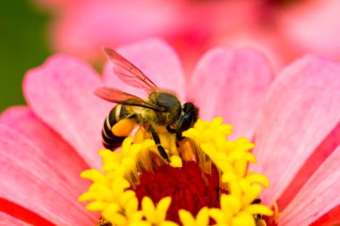 Pink flower and bee clipart