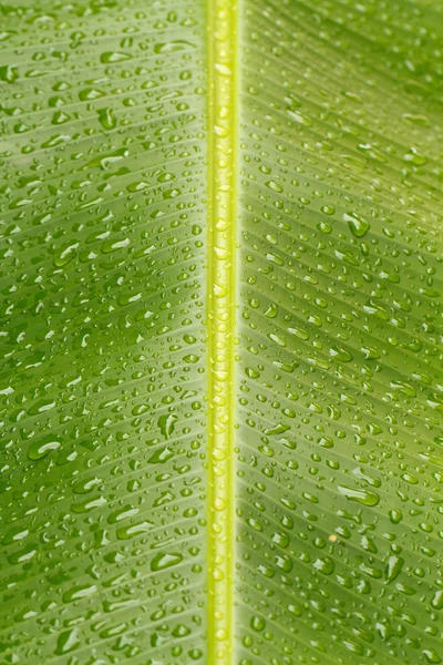 Wet banana leaf series V — Stock Photo, Image